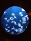 a few blue jellies