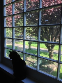 front window cat